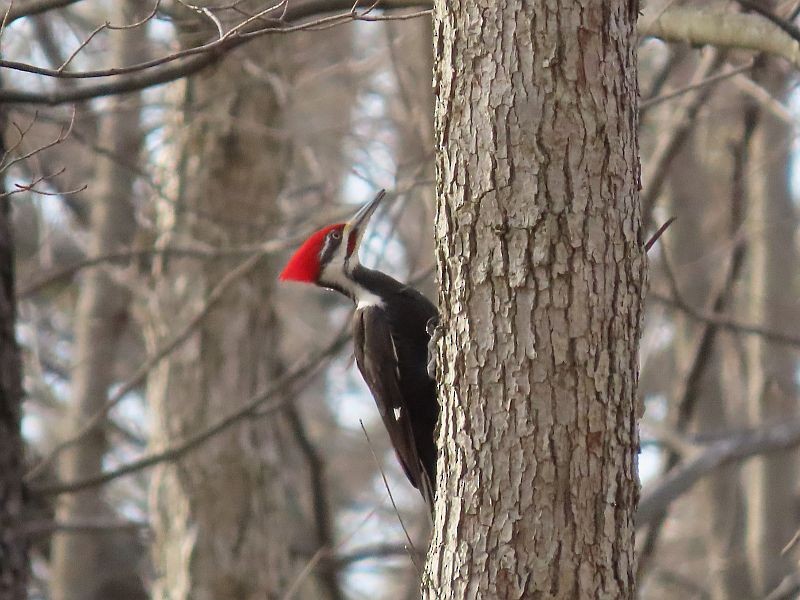 Pileated Woodpecker - Tracy The Birder
