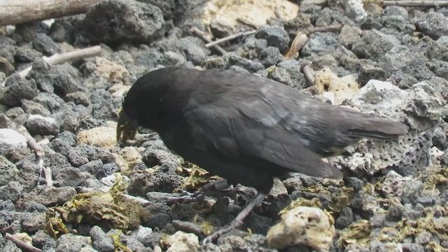 Common Cactus-Finch - ML323575301