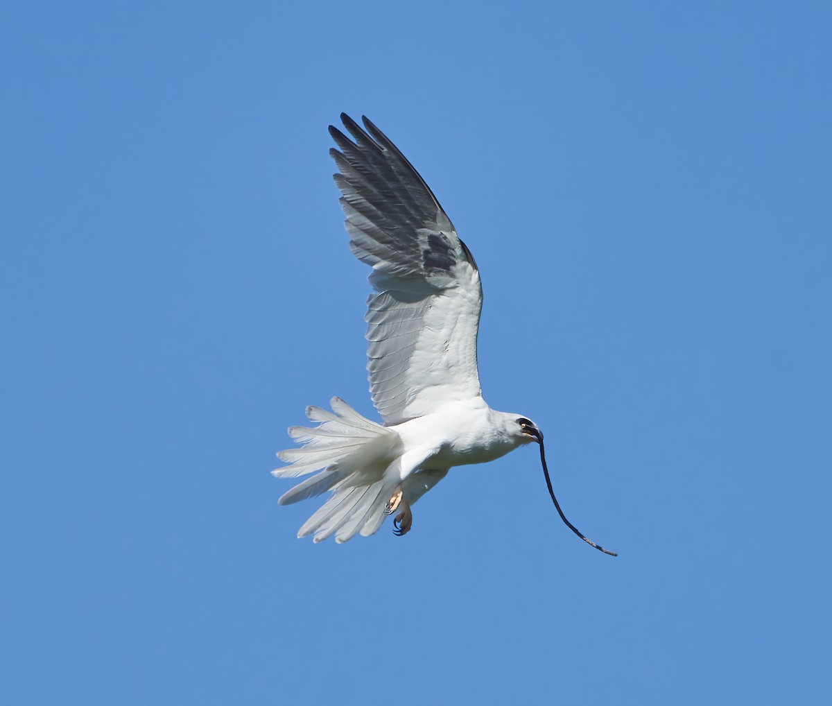 White-tailed Kite - Brooke Miller
