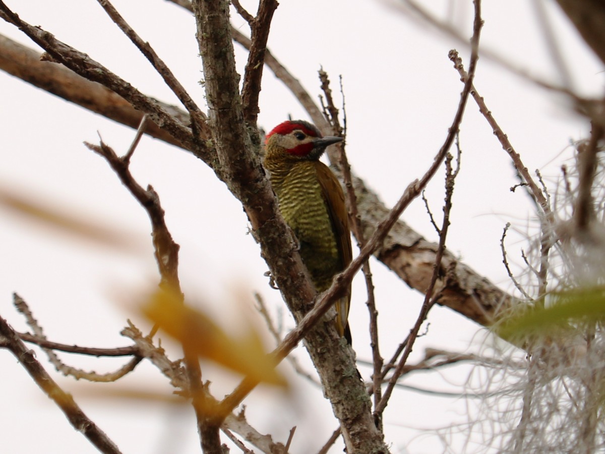 Golden-olive Woodpecker - Cynthia Tercero