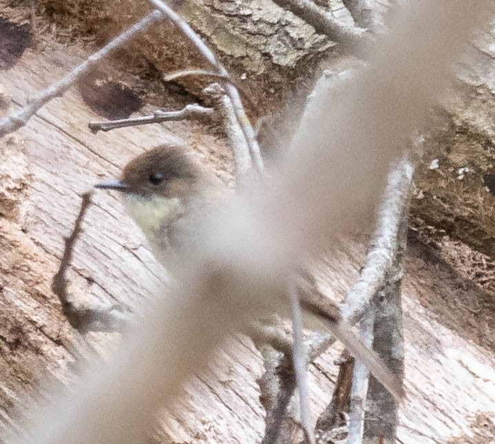 Eastern Phoebe - Susan Kamps