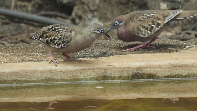 Galapagos Dove - ML323577431