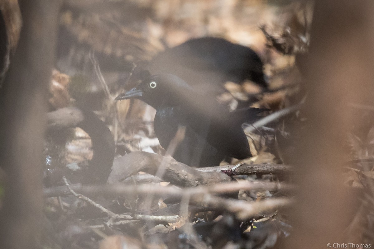 Rusty Blackbird - ML323579481