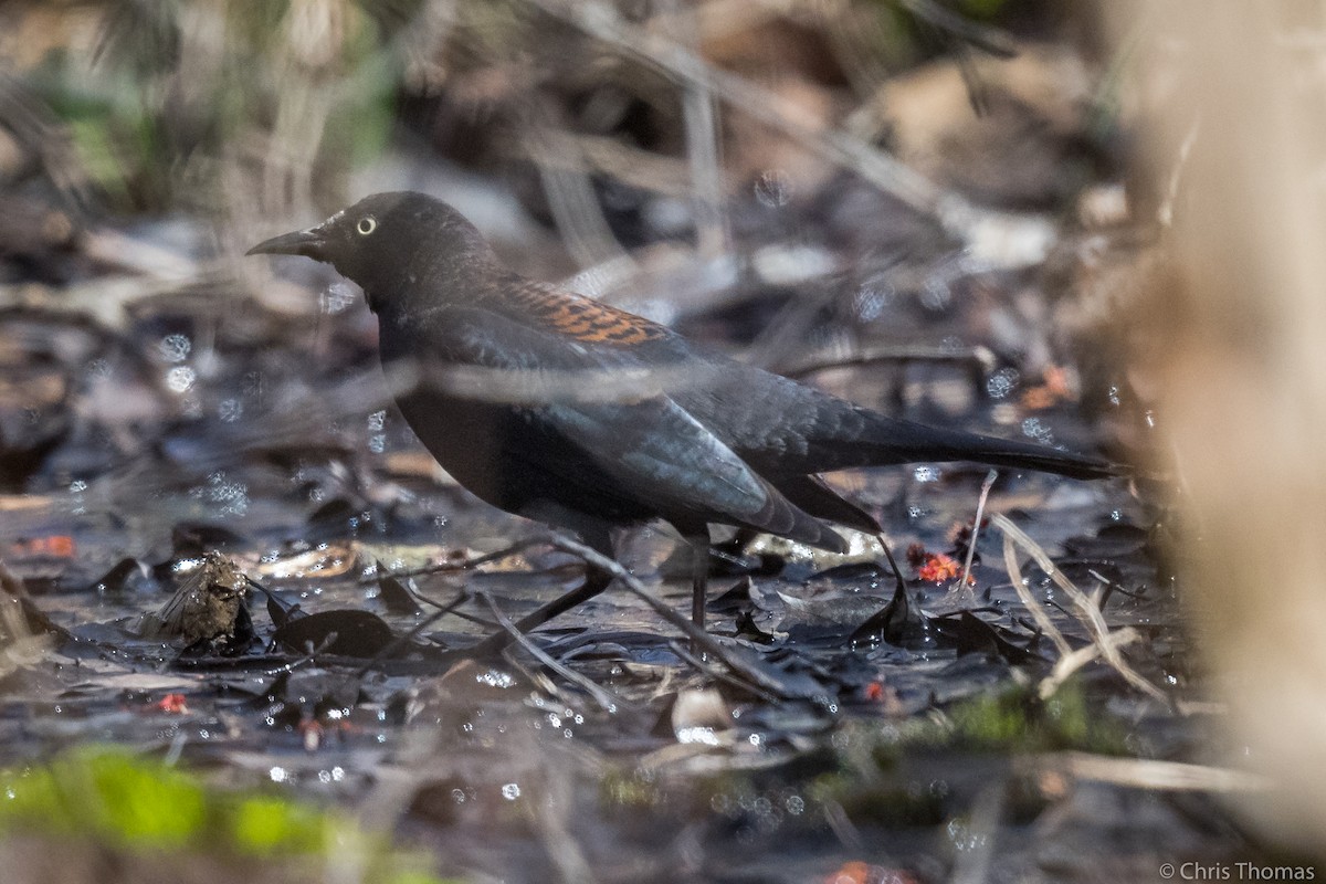 Rusty Blackbird - ML323579521