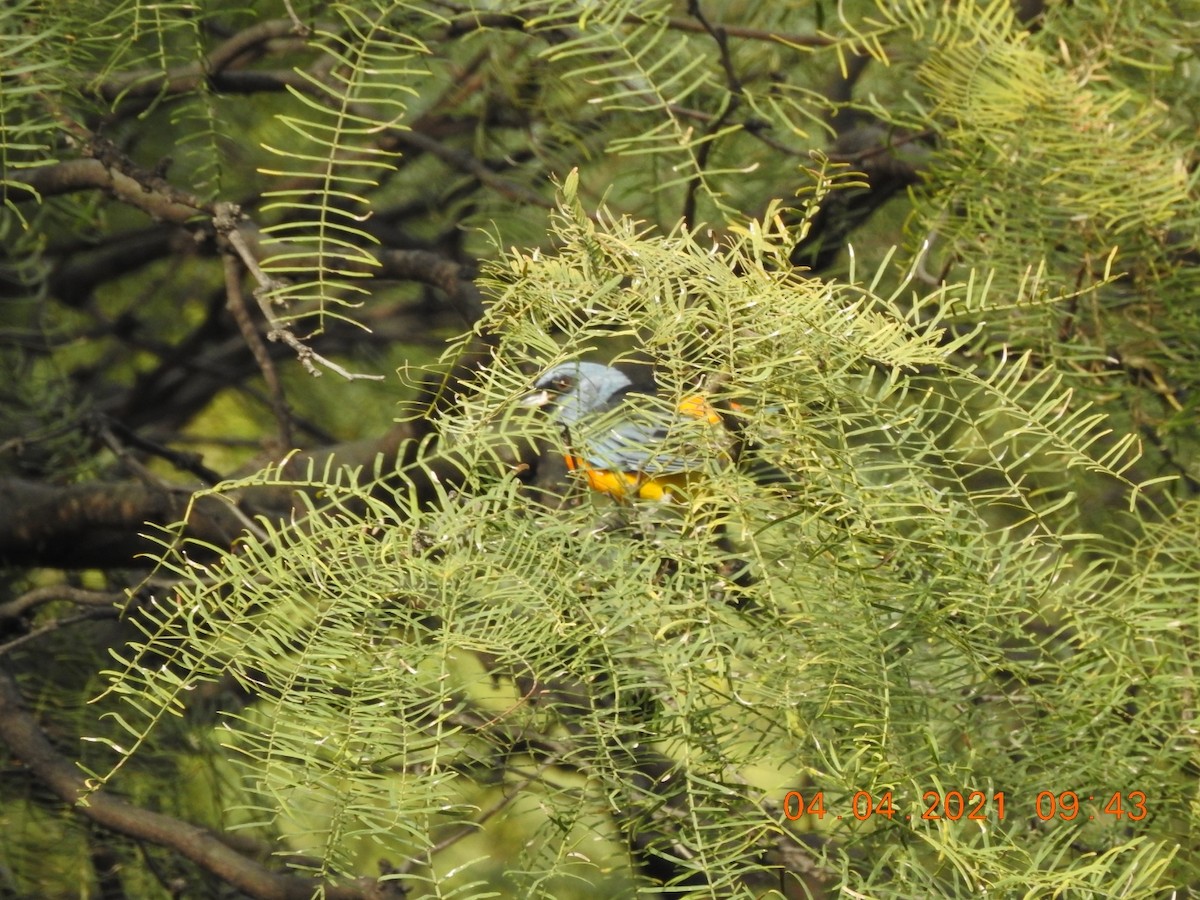 Blue-and-yellow Tanager - ML323579641