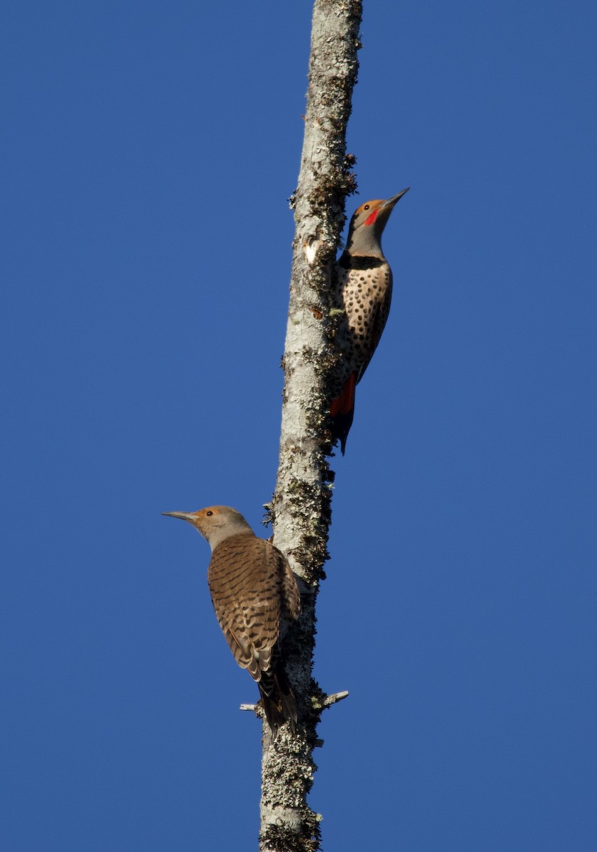 Northern Flicker (Red-shafted) - Liam Ragan