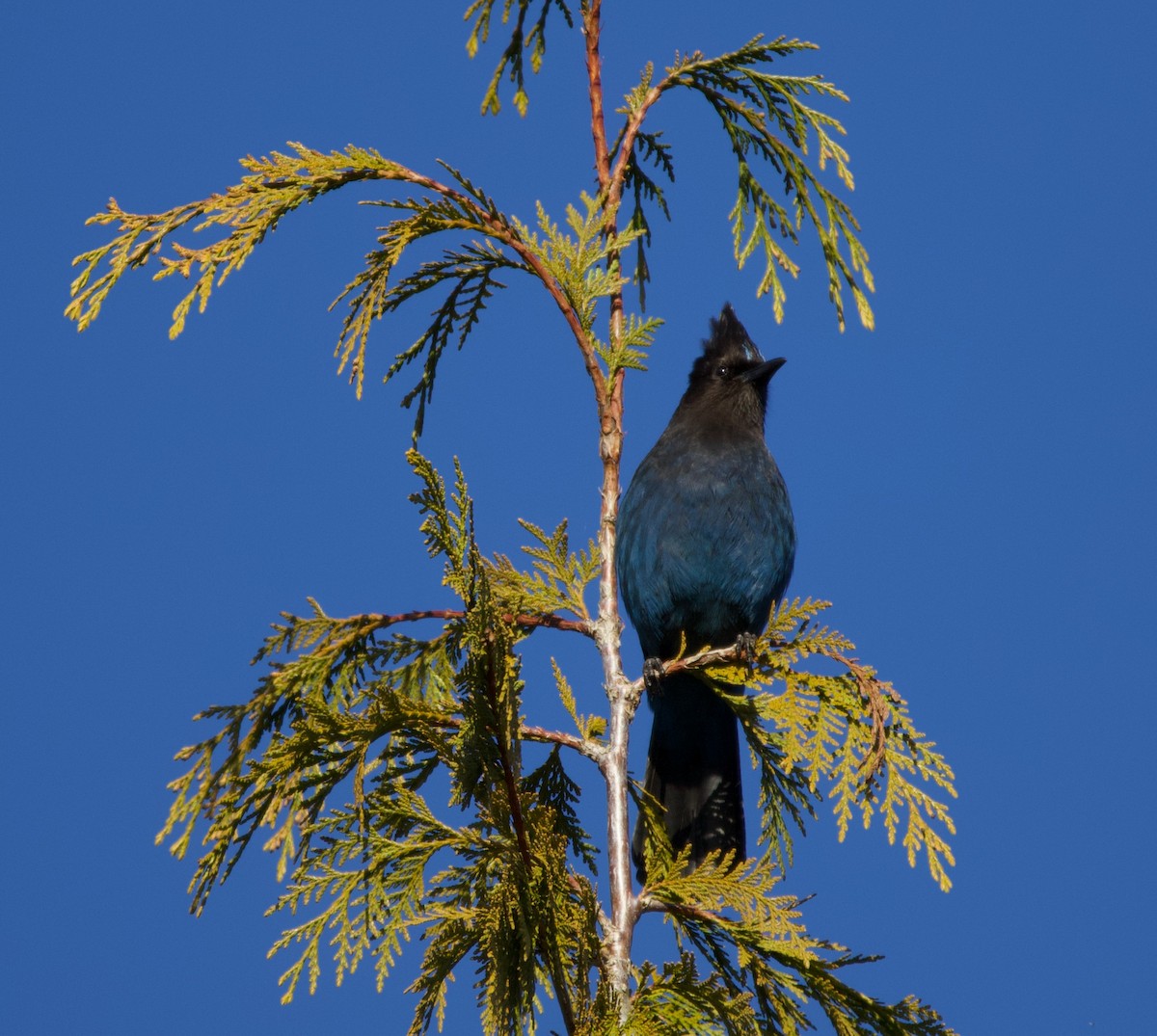 Steller's Jay (Coastal) - ML323584361