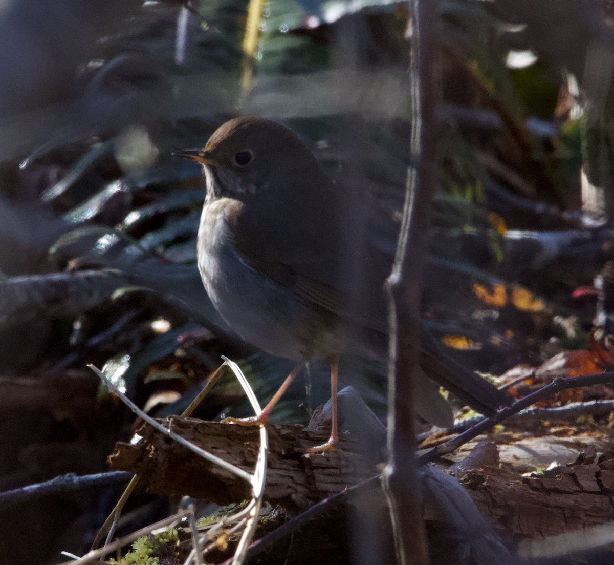 Hermit Thrush - ML323584481