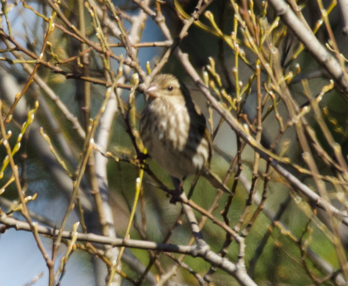 Purple Finch (Western) - Liam Ragan