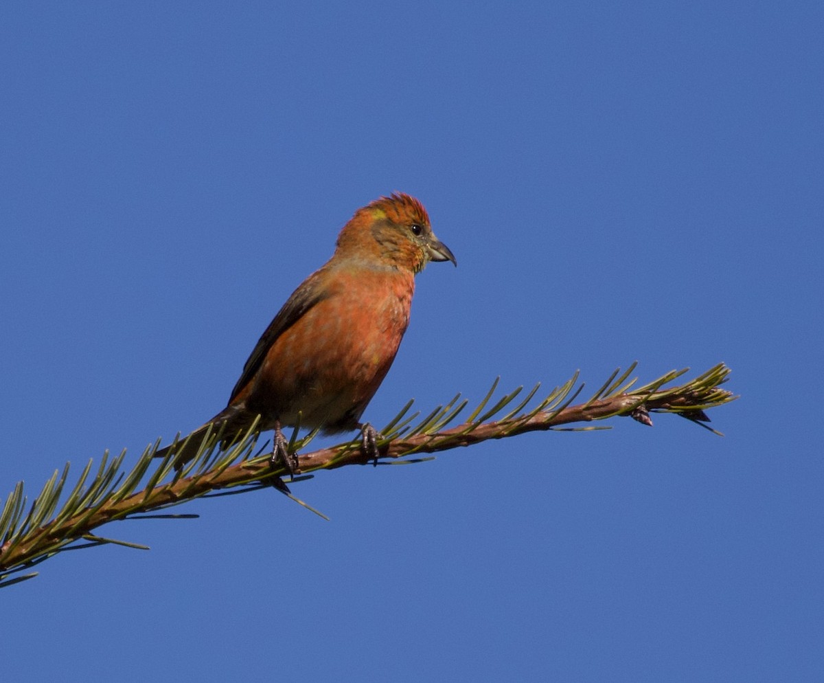 Red Crossbill (Western Hemlock or type 3) - Liam Ragan