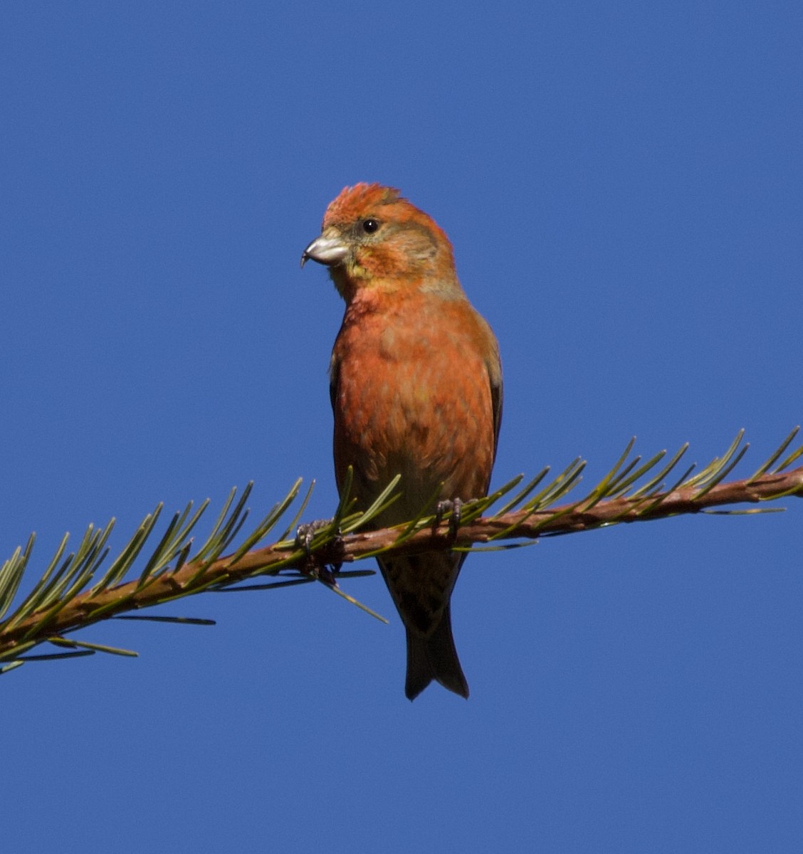 Red Crossbill (Western Hemlock or type 3) - ML323584641