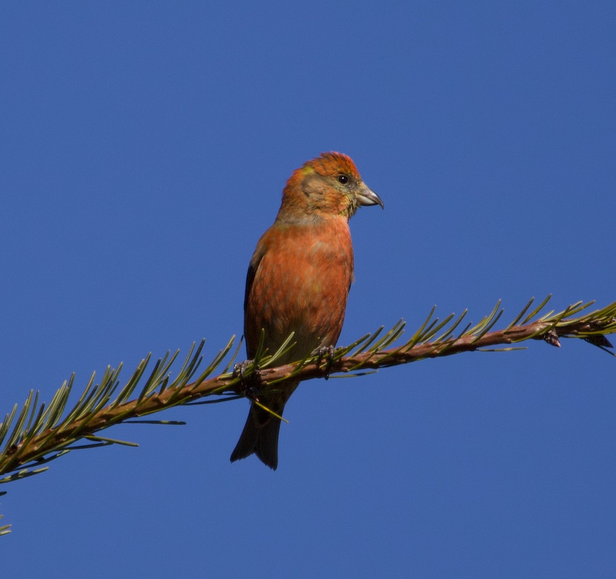 Red Crossbill (Western Hemlock or type 3) - ML323584651