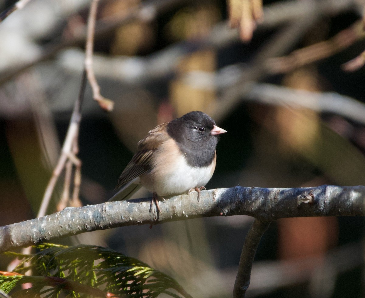 Dark-eyed Junco (Oregon) - ML323584731