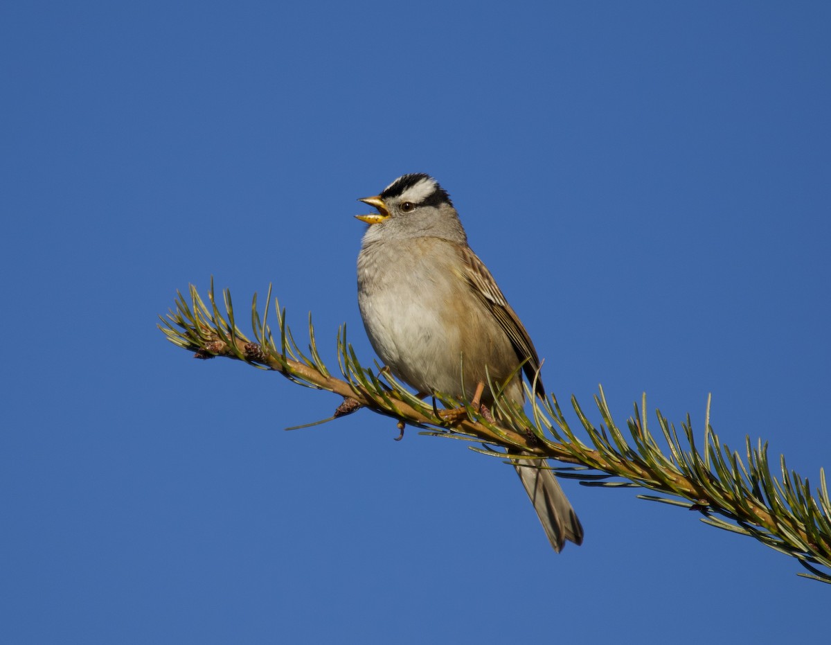 Chingolo Coroniblanco (pugetensis) - ML323584791