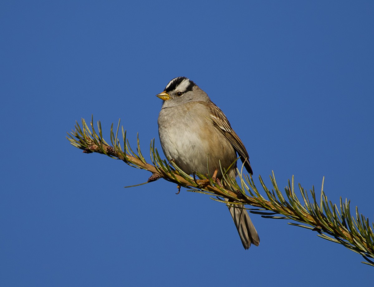 Chingolo Coroniblanco (pugetensis) - ML323584811