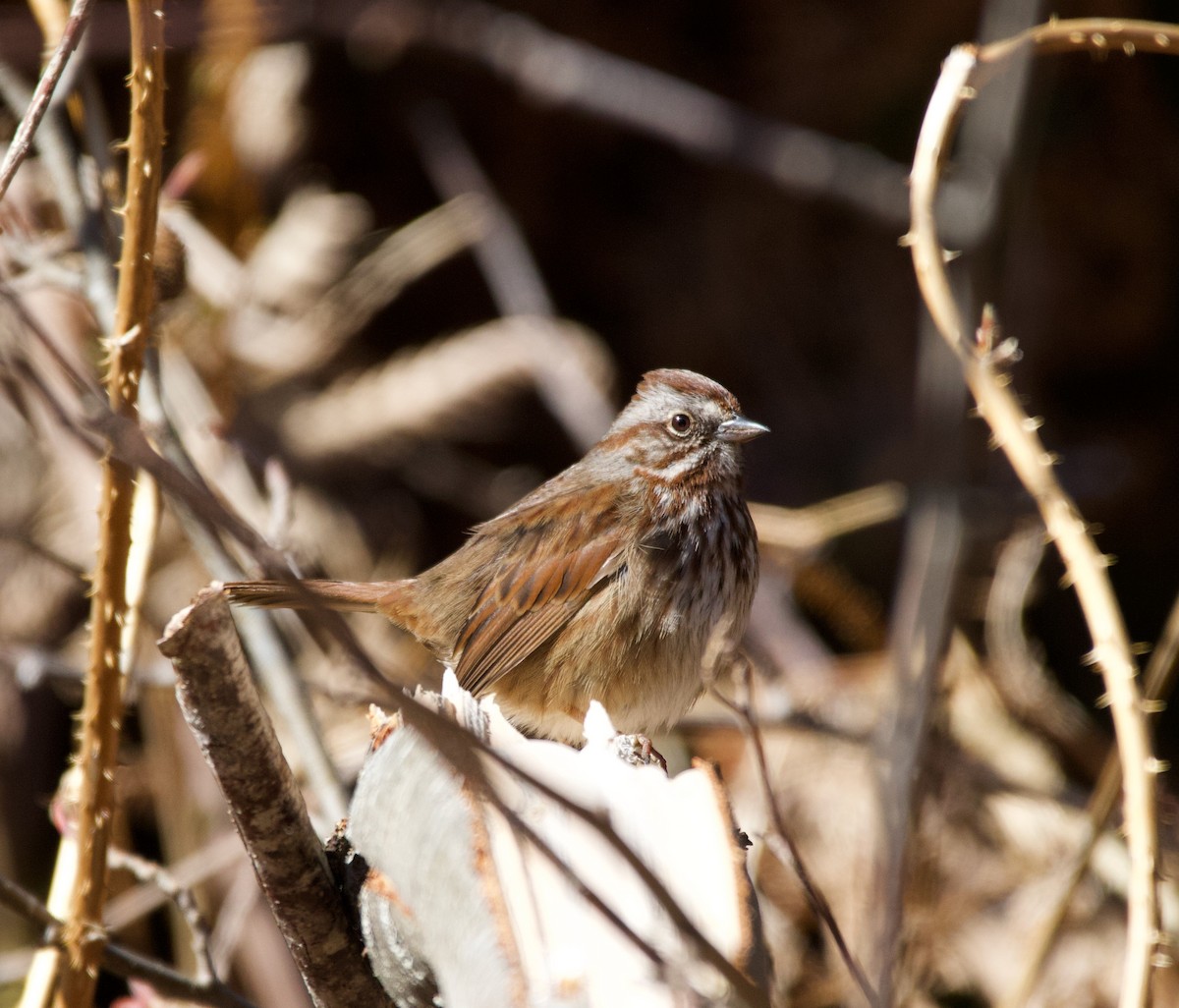 Song Sparrow - ML323585091