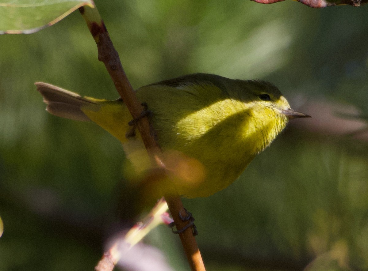 Orange-crowned Warbler - Liam Ragan