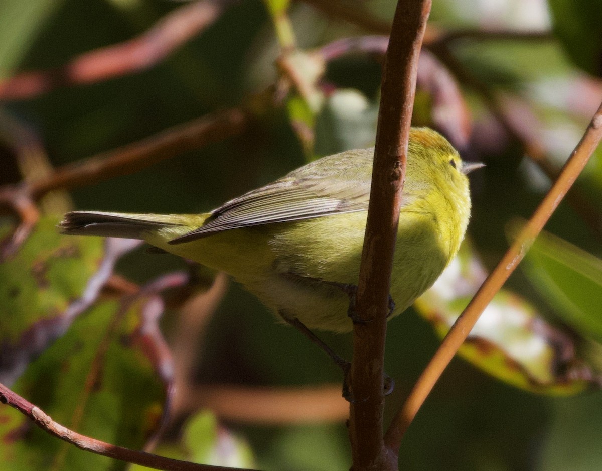 Orange-crowned Warbler - Liam Ragan