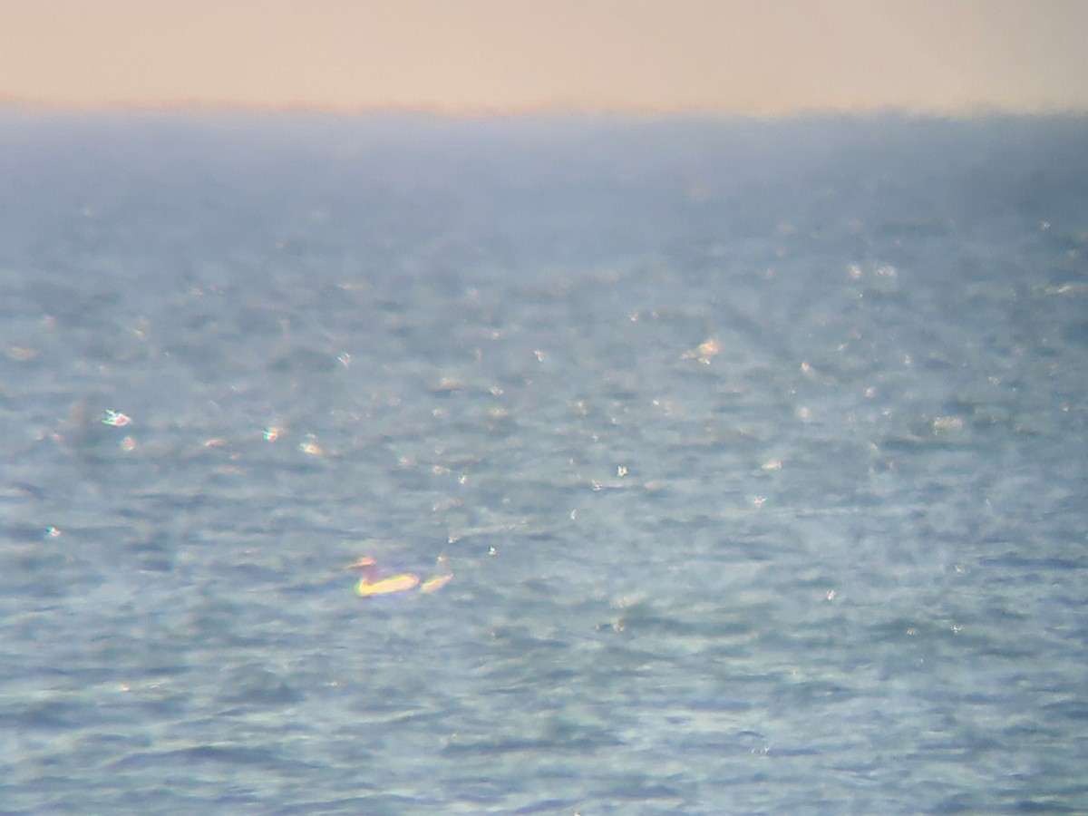Northern Gannet - ML323585211