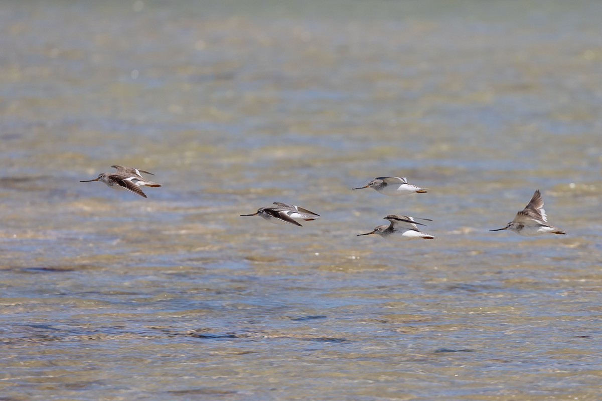 Terek Sandpiper - Nikos Mavris