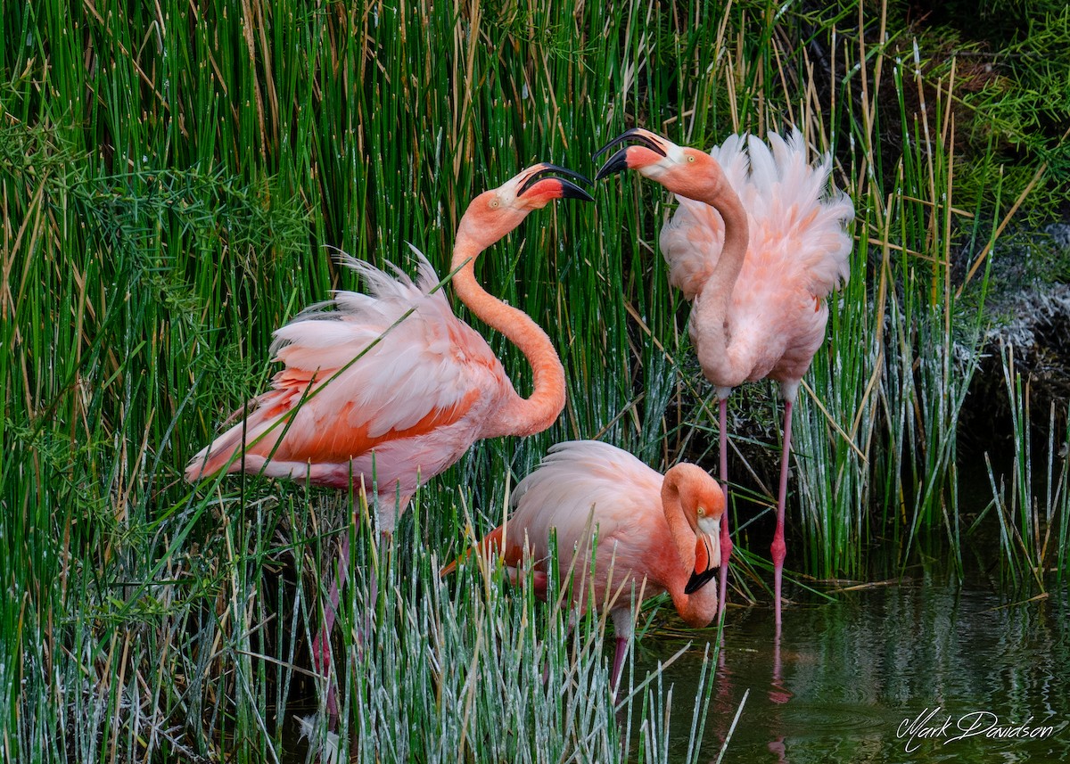 American Flamingo - Mark Davidson