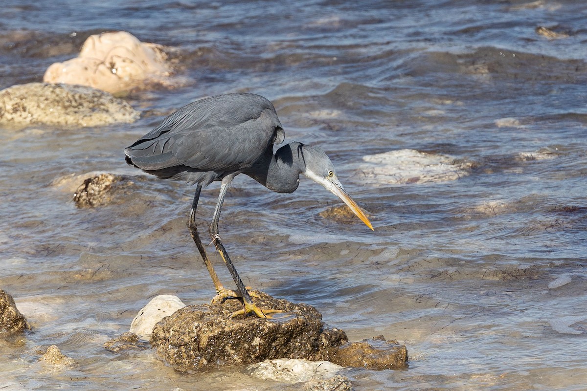 Western Reef-Heron - Nikos Mavris