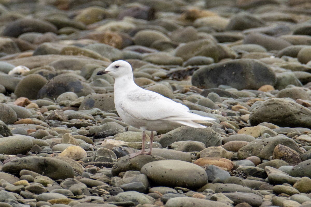 Gaviota Groenlandesa - ML323588651