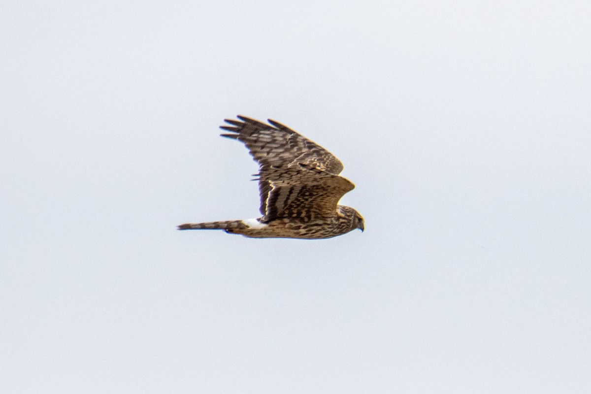 Northern Harrier - ML323588821