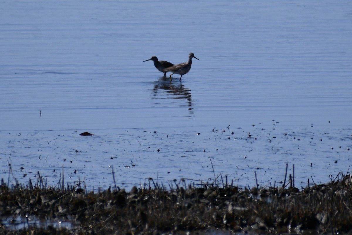 Greater Yellowlegs - Kevin Kelly