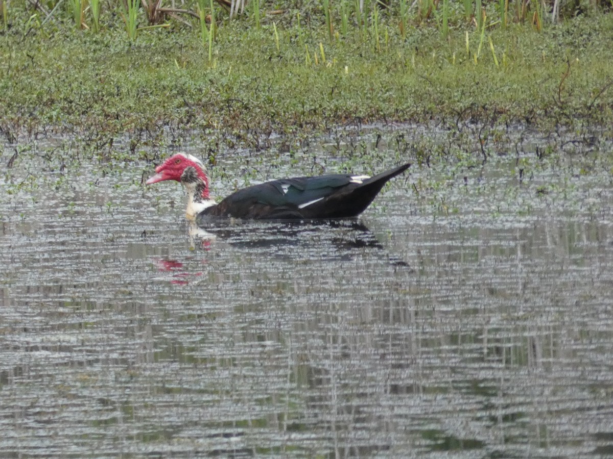 Muscovy Duck (Domestic type) - ML323590661