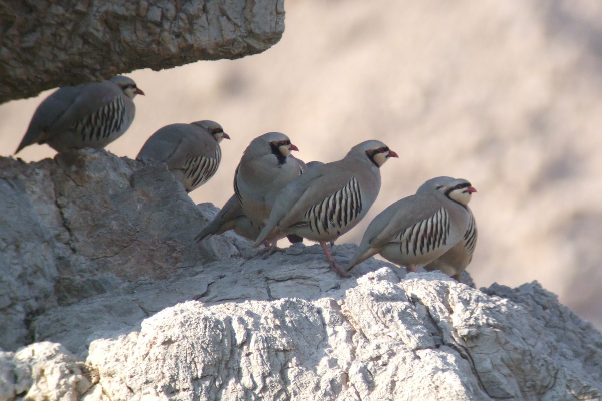 Chukar - ML323592291