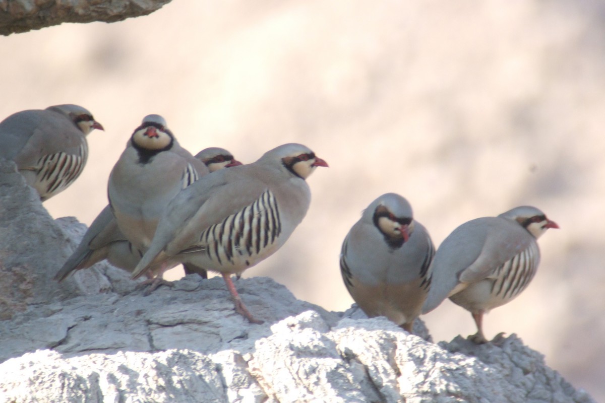 Chukar - ML323592321