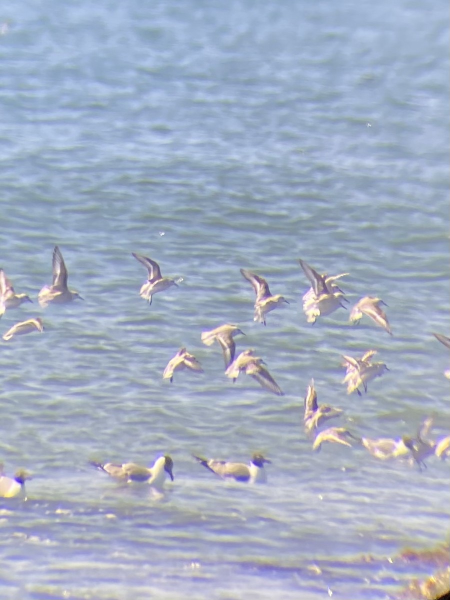 Bécasseau sanderling - ML323592331