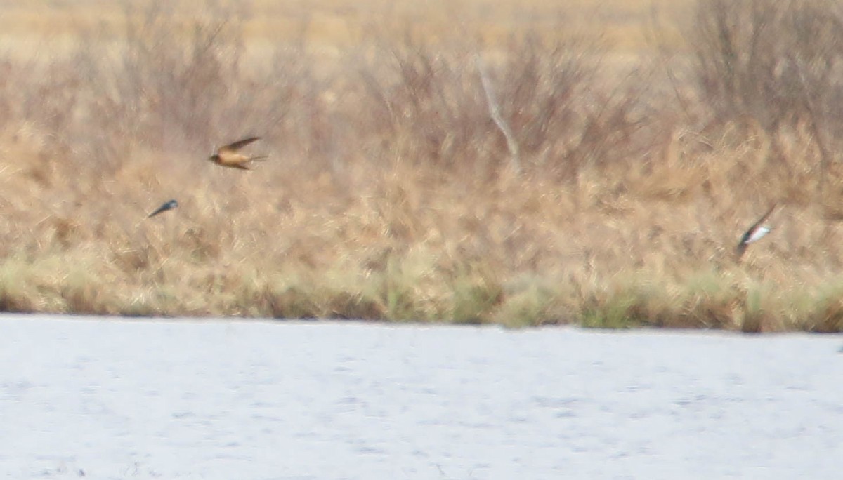 Barn Swallow - ML323592771