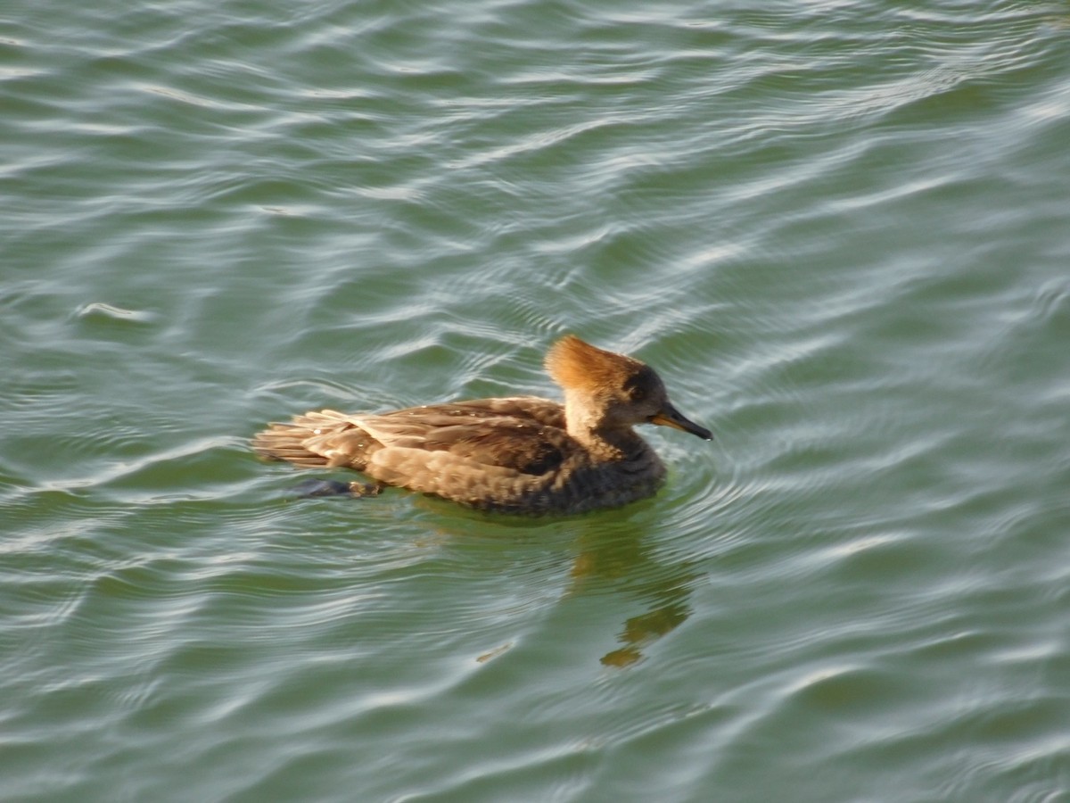 Hooded Merganser - ML323593711
