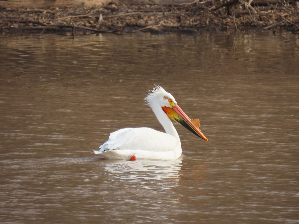 American White Pelican - ML323594801