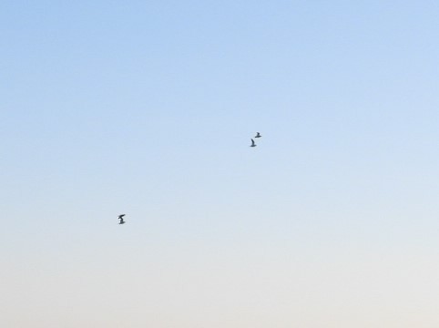 Pin-tailed Sandgrouse - ML323595301