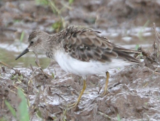 Least Sandpiper - ML323596031