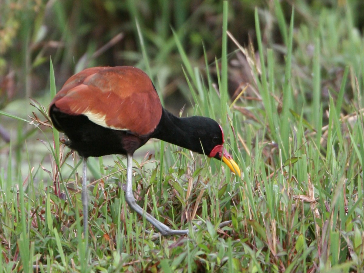 Wattled Jacana - ML323597961