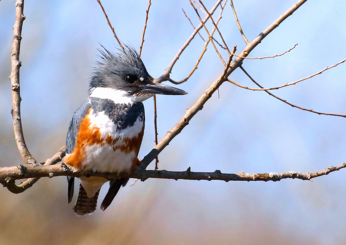 Belted Kingfisher - Sherrie Quillen