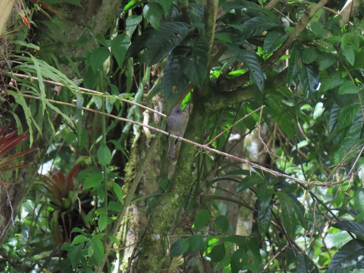 Dark Pewee - Rogney Germeind Quibilan (Birdwatchers507) @Natyciencia507