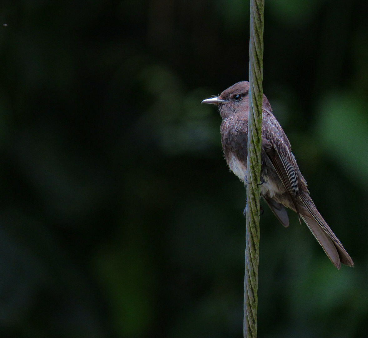 Black Phoebe - ML323600281