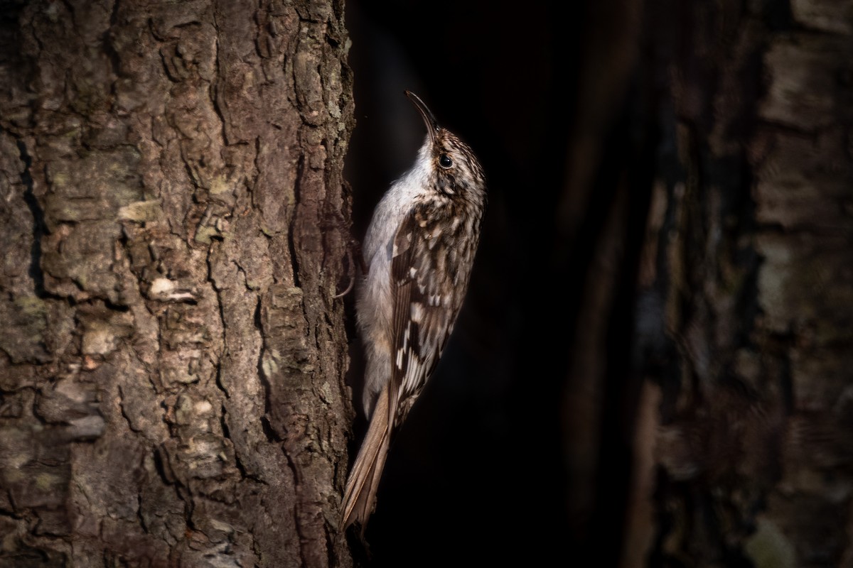 Brown Creeper - ML323600951