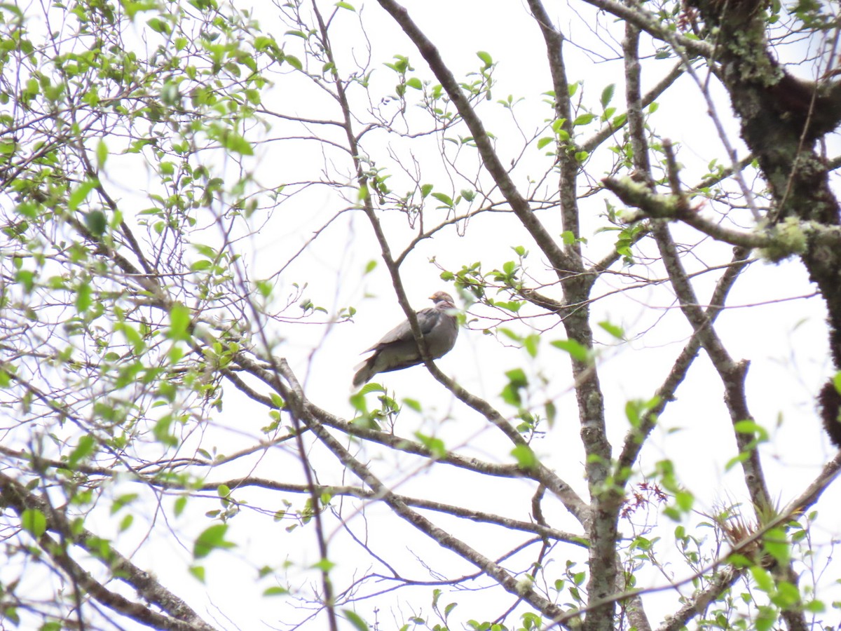 Band-tailed Pigeon - ML323601161