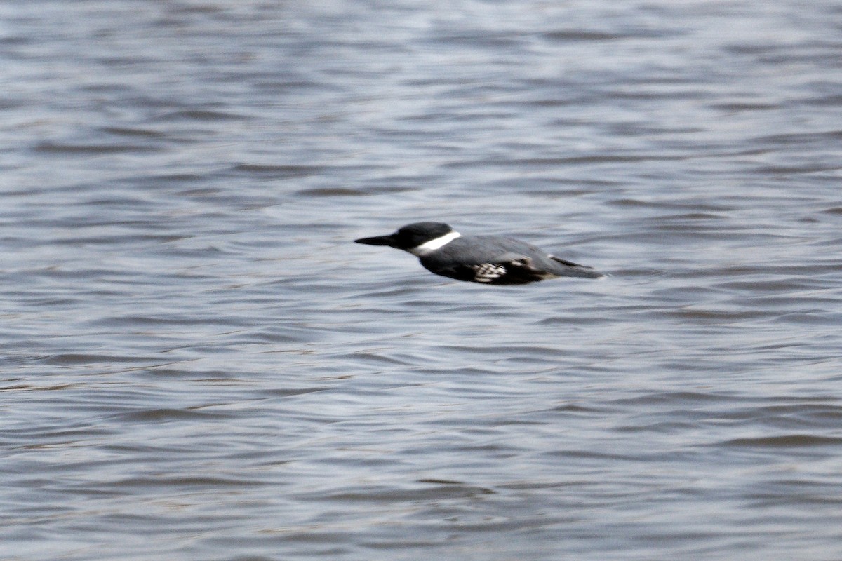Belted Kingfisher - ML323601641