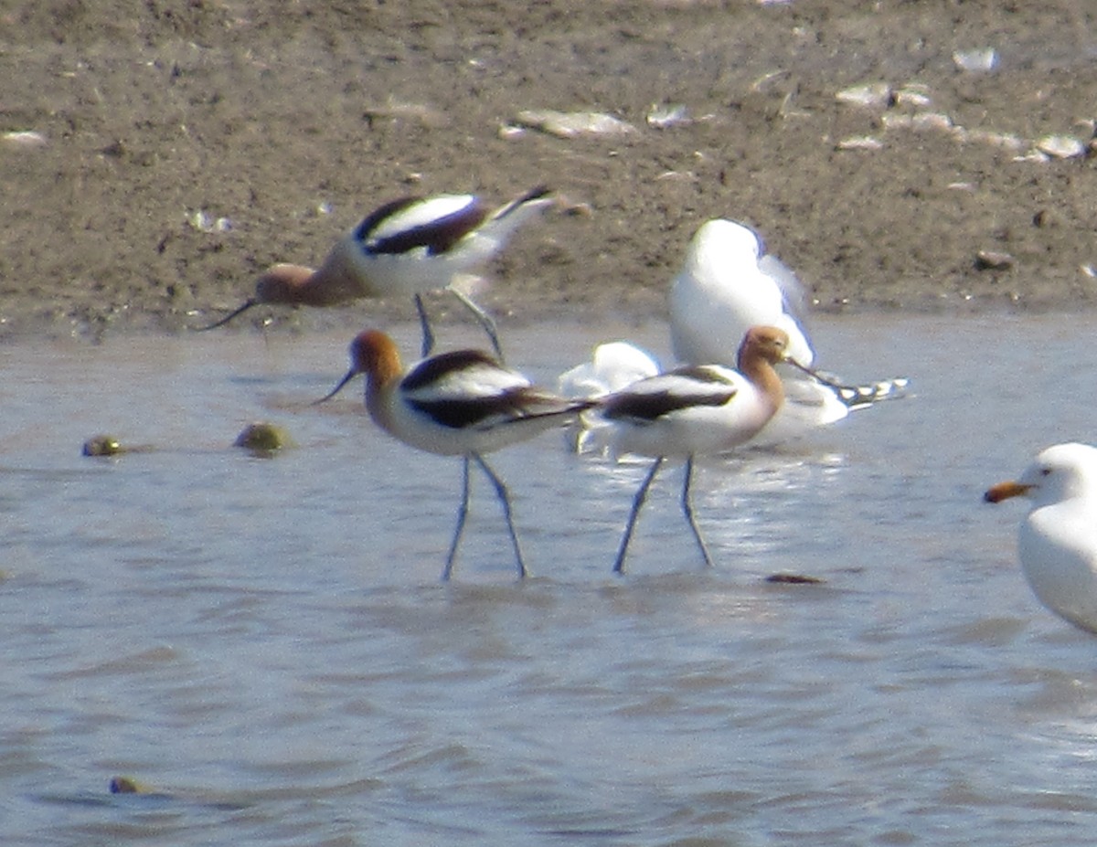 American Avocet - ML323604321
