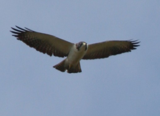 Short-tailed Hawk - ML323605071