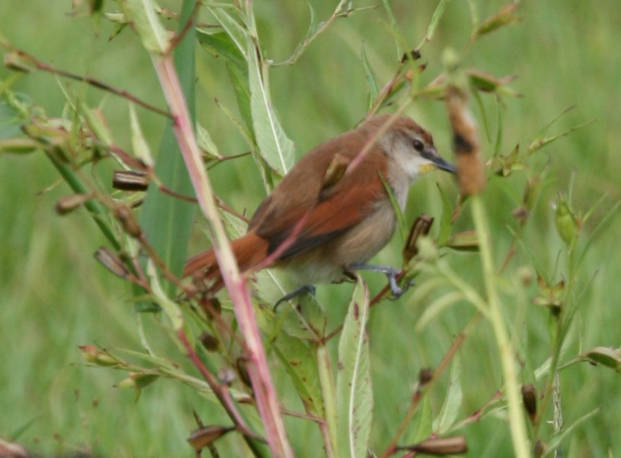 Yellow-chinned Spinetail - ML323605321