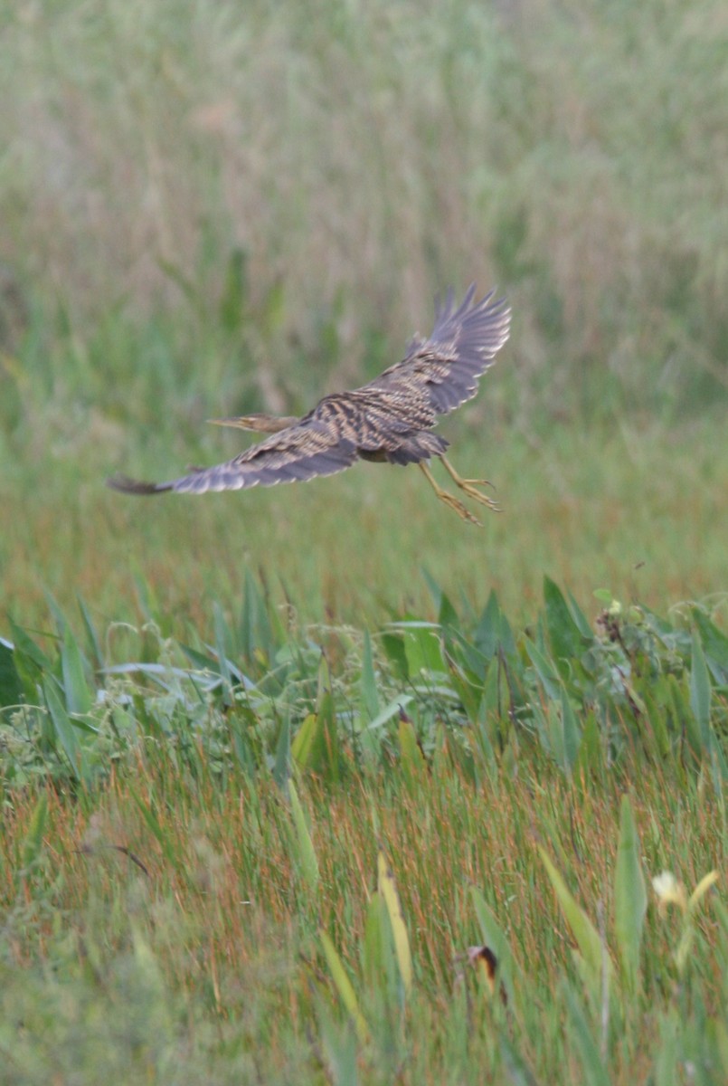 Pinnated Bittern - ML323605811