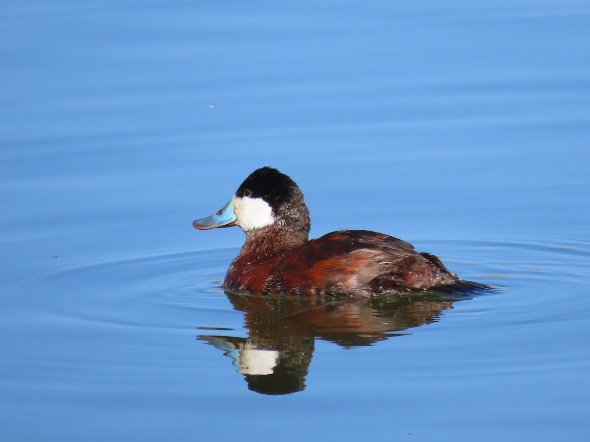 Ruddy Duck - ML323606381